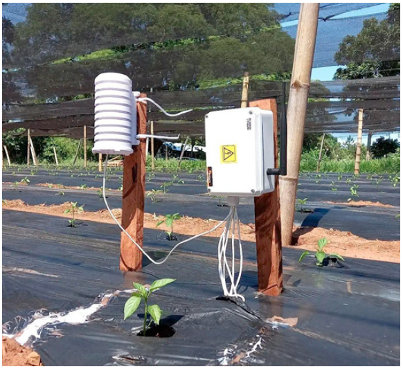 Pepper crop temperature and soil moisture