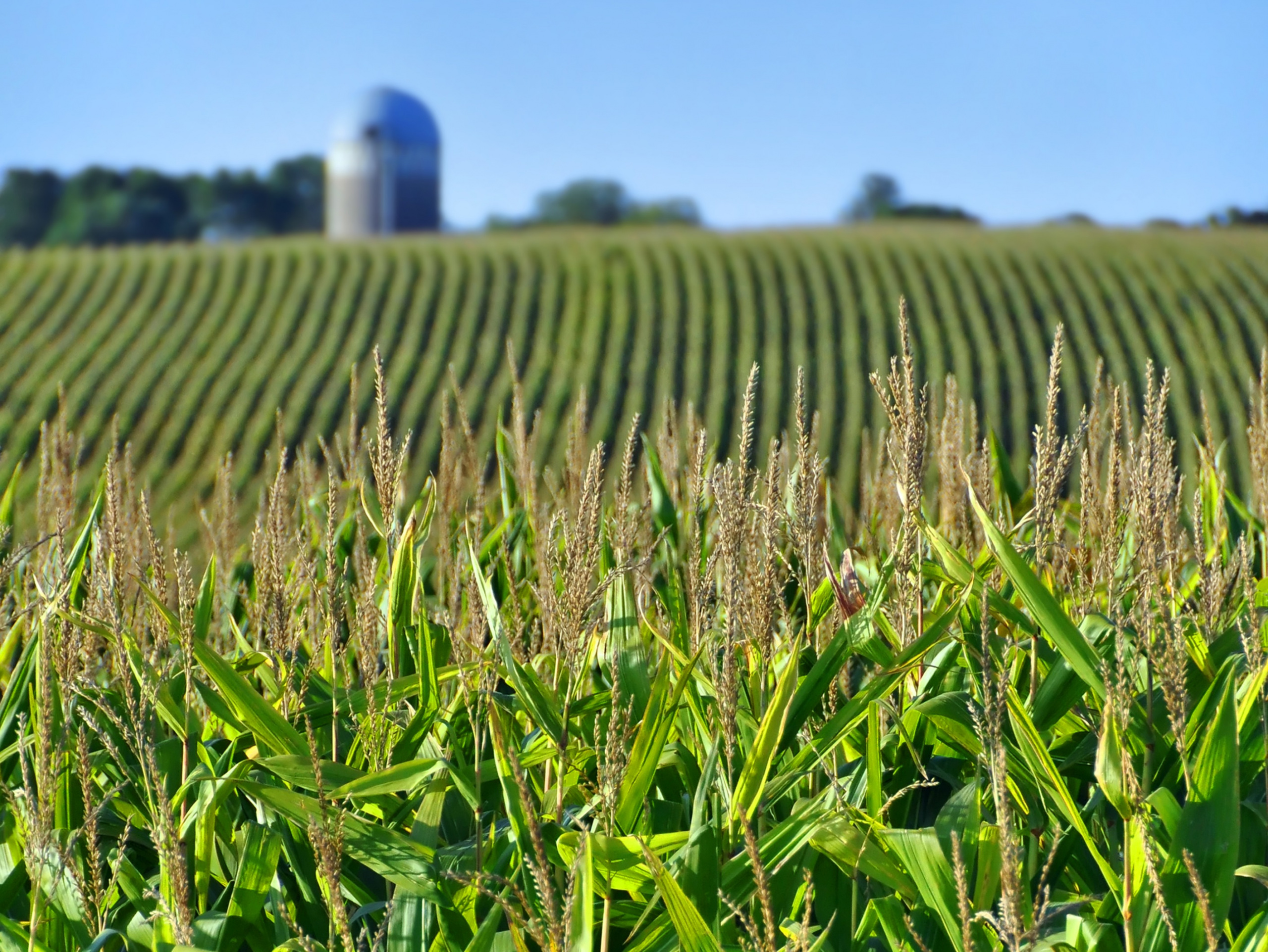 Industrial Agriculture